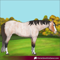 Horse Color:Bay Roan Splash
