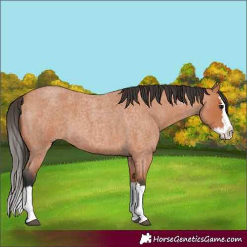 Horse Color:Bay Roan Splash