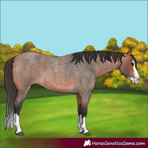 Horse Color:Bay Roan Splash 