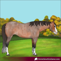 Horse Color:Bay Roan Splash 