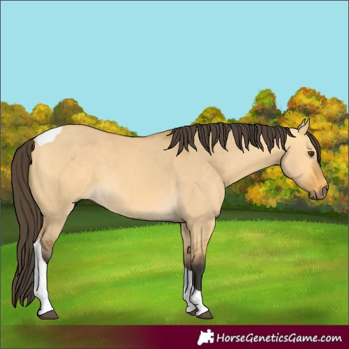 Horse Color:Buckskin Dun Tobiano 