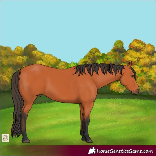 Horse Color:Bay 