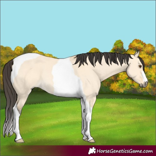 Horse Color:Buckskin Dun Tobiano 