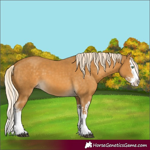 Horse Color:Palomino Splash  and Palomino Splash 