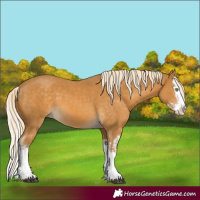Horse Color:Palomino Splash  and Palomino Splash 