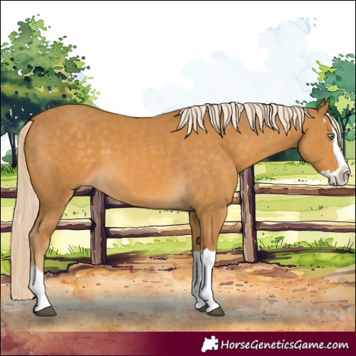 Horse Color:Palomino Splash  and Palomino Splash 