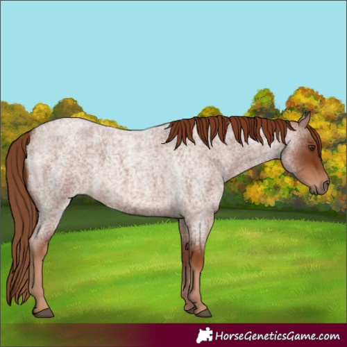 Horse Color:Red Roan 