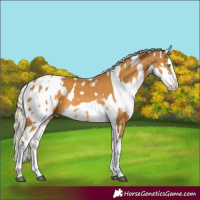 Horse Color:Palomino Splash  and White Spotted Palomino Splash 