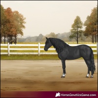 Horse Color:Black 