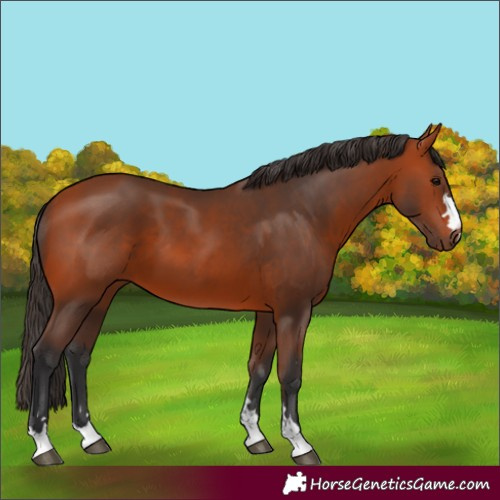 Horse Color:Bay 