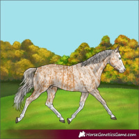 Horse Color:Palomino Splash  and Cremello Splash 