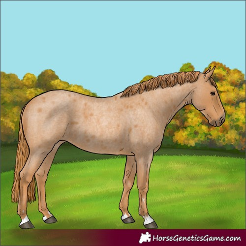 Horse Color:Red Roan 