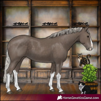 Horse Color:Silver Black Splash 