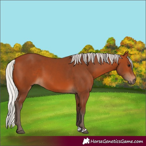 Horse Color:Silver Bay