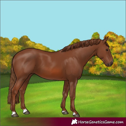 Horse Color:Chestnut 