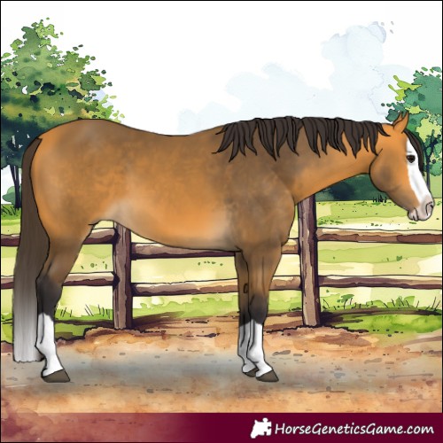 Horse Color:Buckskin Splash 