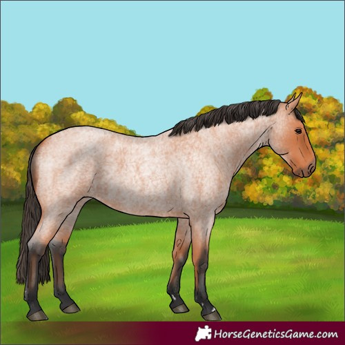 Horse Color:Bay Roan 