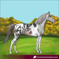Horse Color:Brown Tobiano Appaloosa Rabicano 