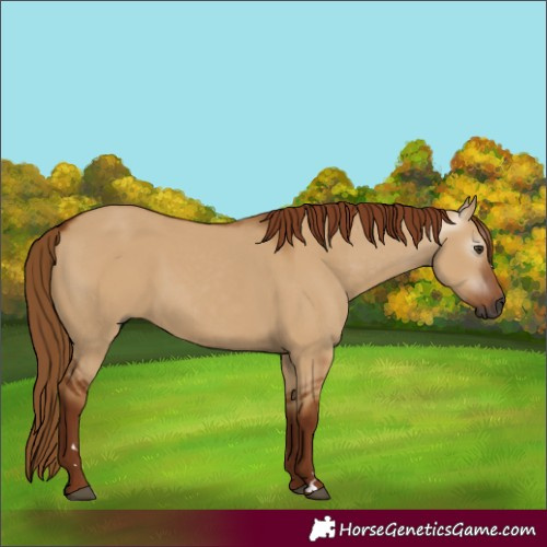 Horse Color:Gray Red Dun