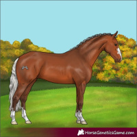 Horse Color:Silver Bay 