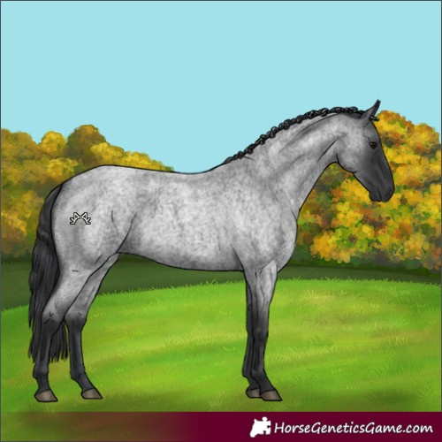 Horse Color:Blue Roan 