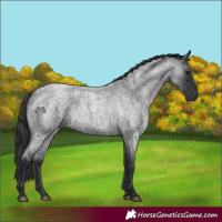 Horse Color:Blue Roan 