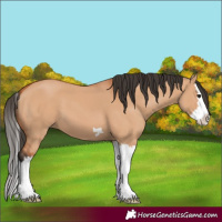 Horse Color:Bay Dun Splash 