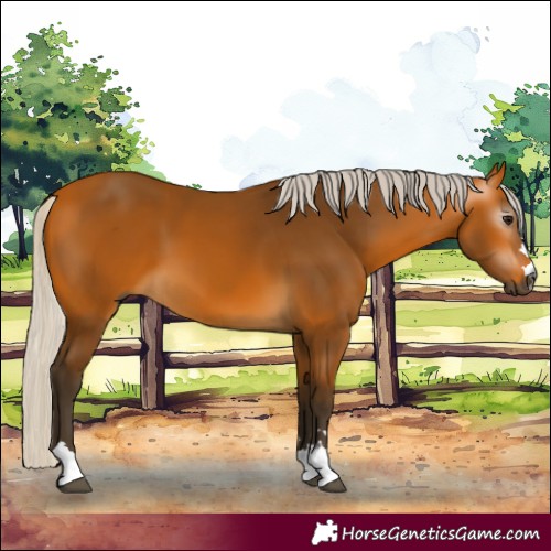 Horse Color:Gray Silver Buckskin 