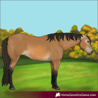 Horse Color:Gray Buckskin 