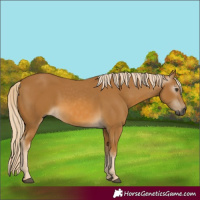 Horse Color:Gray Palomino 