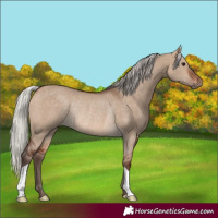Horse Color:Silver Bay Dun Rabicano 