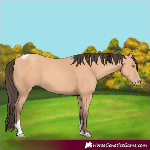 Horse Color:Amber Champagne Tobiano 