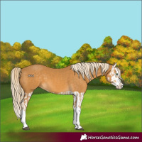 Horse Color:Palomino Splash  and Palomino Splash 