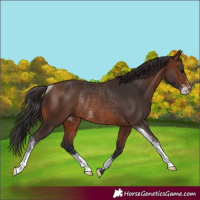 Horse Color:Brown Sabino Rabicano
