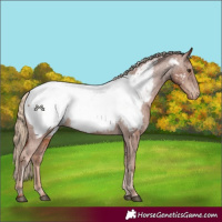 Horse Color:Chestnut Appaloosa 
