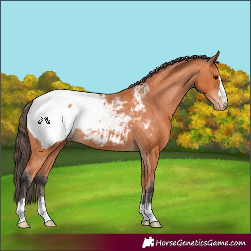 Horse Color:Bay Appaloosa 
