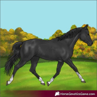 Horse Color:Black Tobiano Rabicano