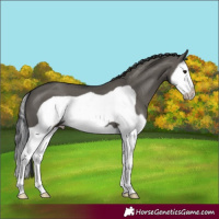 Horse Color:Grullo Splash Frame 