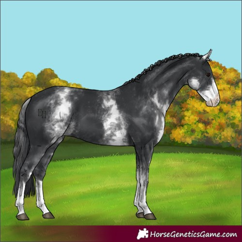 Horse Color:White Spotted Black 