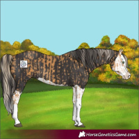 Horse Color:Palomino Splash  and Smoky Black Splash 