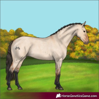Horse Color:Bay Roan Dun 