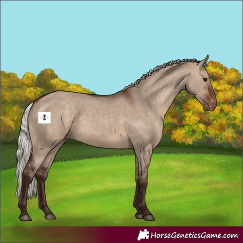 Horse Color:Silver Brown Dun Appaloosa 