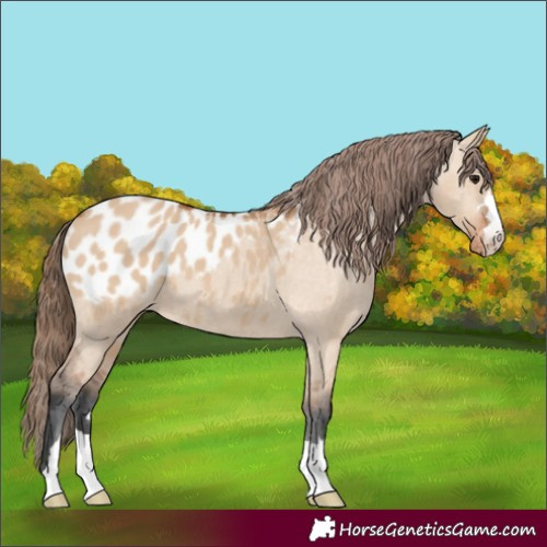 Horse Color:Bay Dun Appaloosa 