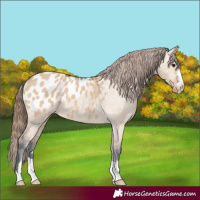 Horse Color:Bay Dun Appaloosa 