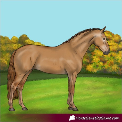 Horse Color:Gray Red Dun
