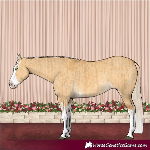 Horse Color:Palomino Dun Splash Rabicano  and Palomino Dun Splash Rabicano 