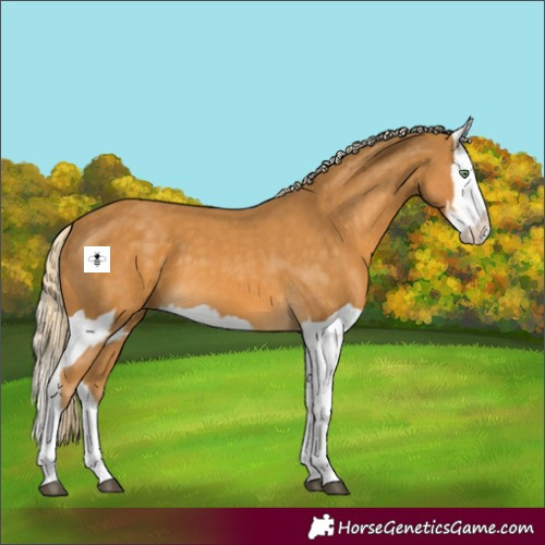 Horse Color:Palomino Splash  and Palomino Splash 