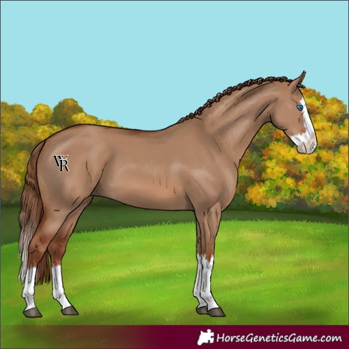 Horse Color:Red Dun Splash