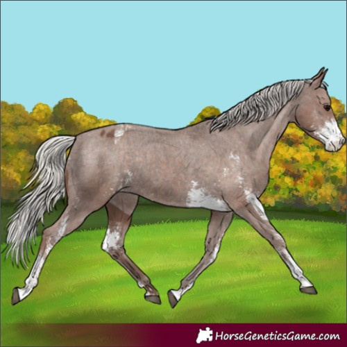 Horse Color:Silver Black Sabino Appaloosa Rabicano 