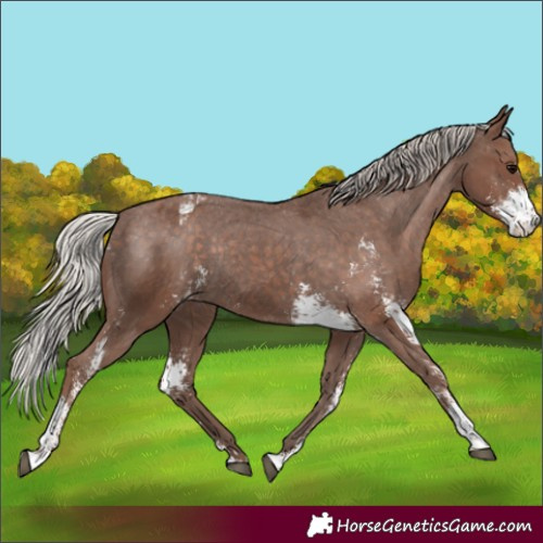 Horse Color:Silver Black Sabino Appaloosa Rabicano 